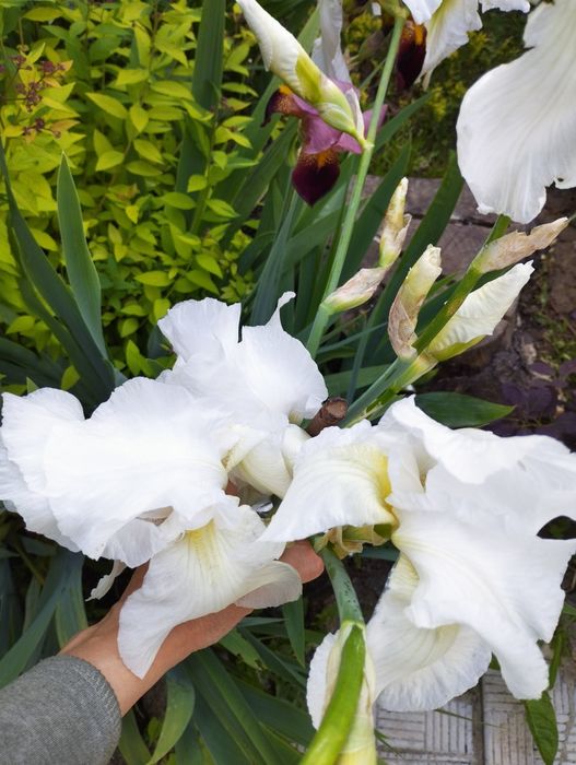 Высокорослые ирисы