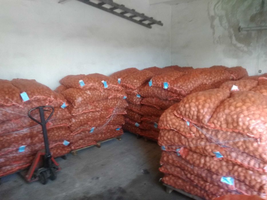 Kwalifikowane ziemniaki sadzeniaki prosto z hodowli