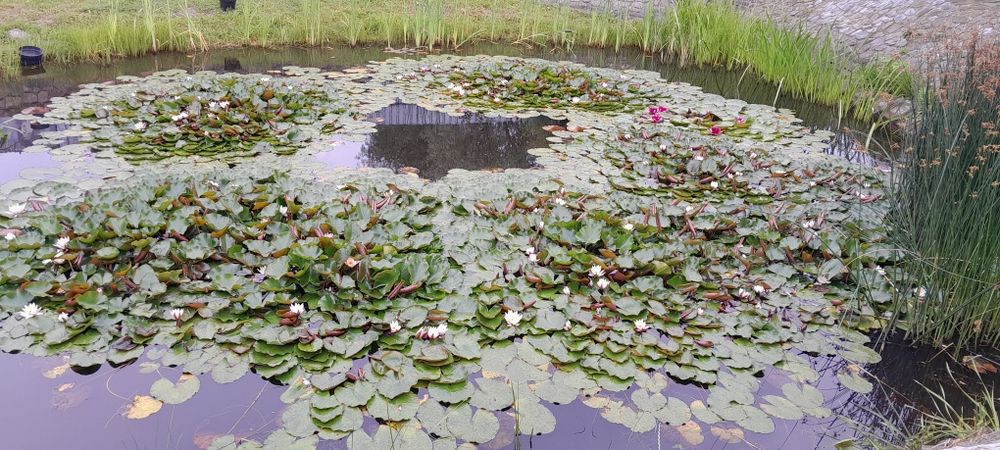 Лілія водяна (німфея ) Rosennimphe