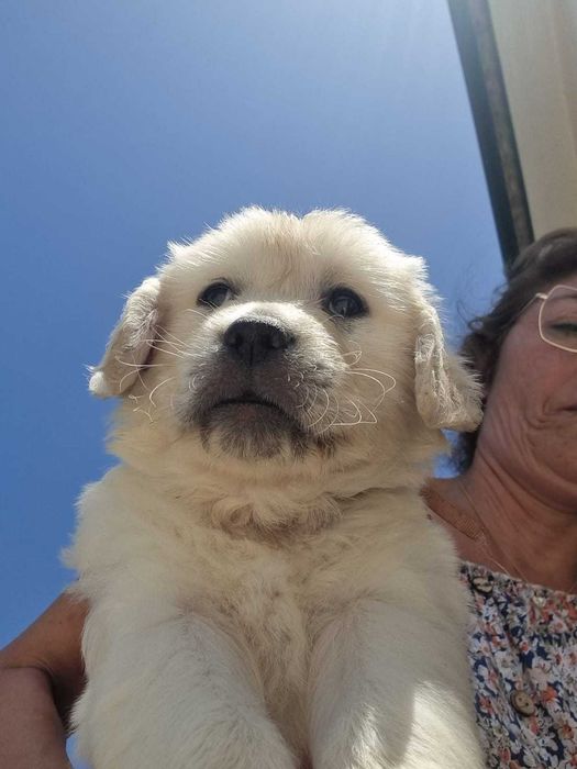 Golden Retriever