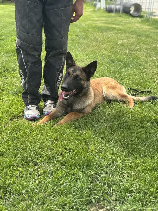 Owczarek belgijski malinois