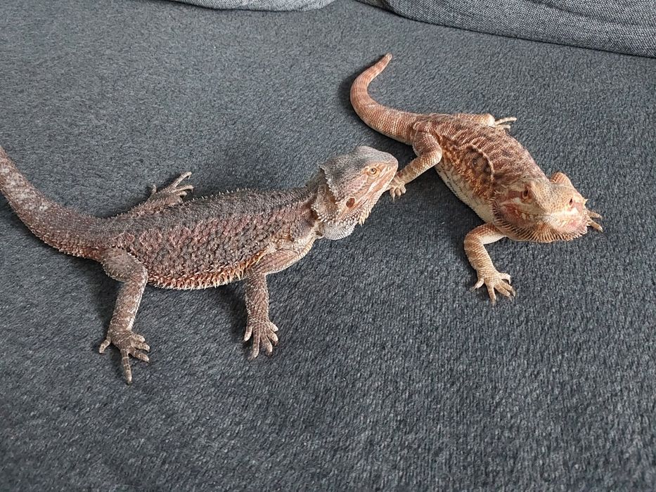 Agama brodata samica samiec