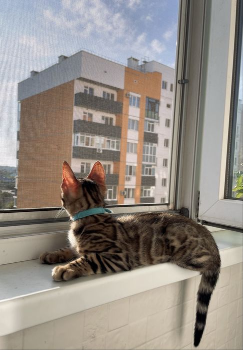 Бенгальський котик