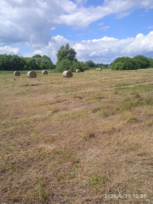 Продам сіно в рулонах