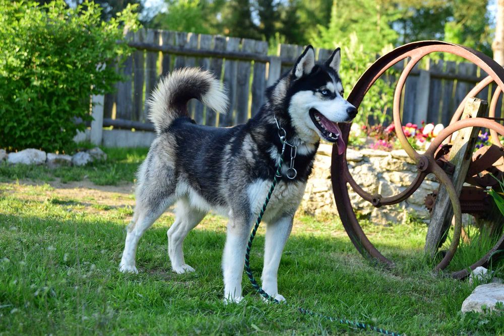 Siberian Husky Suczka