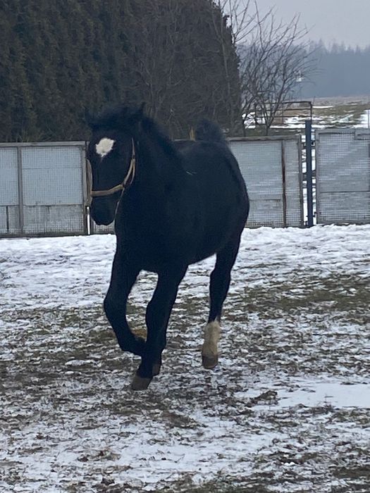 Ogier śląski gniady