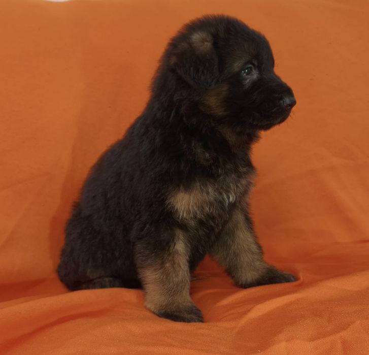 Vendo pastor alemão macho