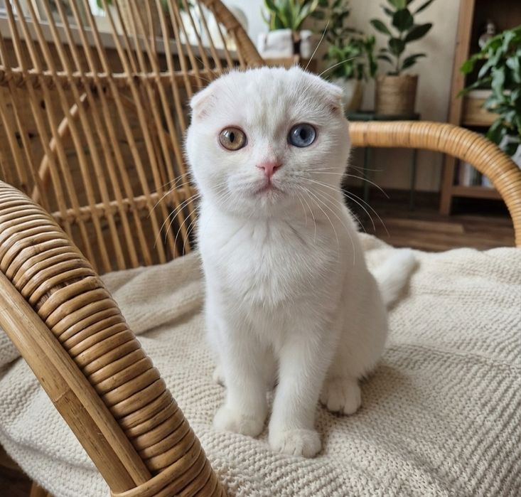 Шотландські кошенята Scottish Fold