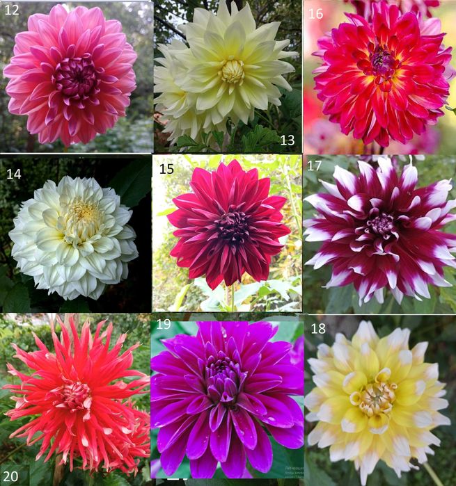 Жоржини, корені, георгіни