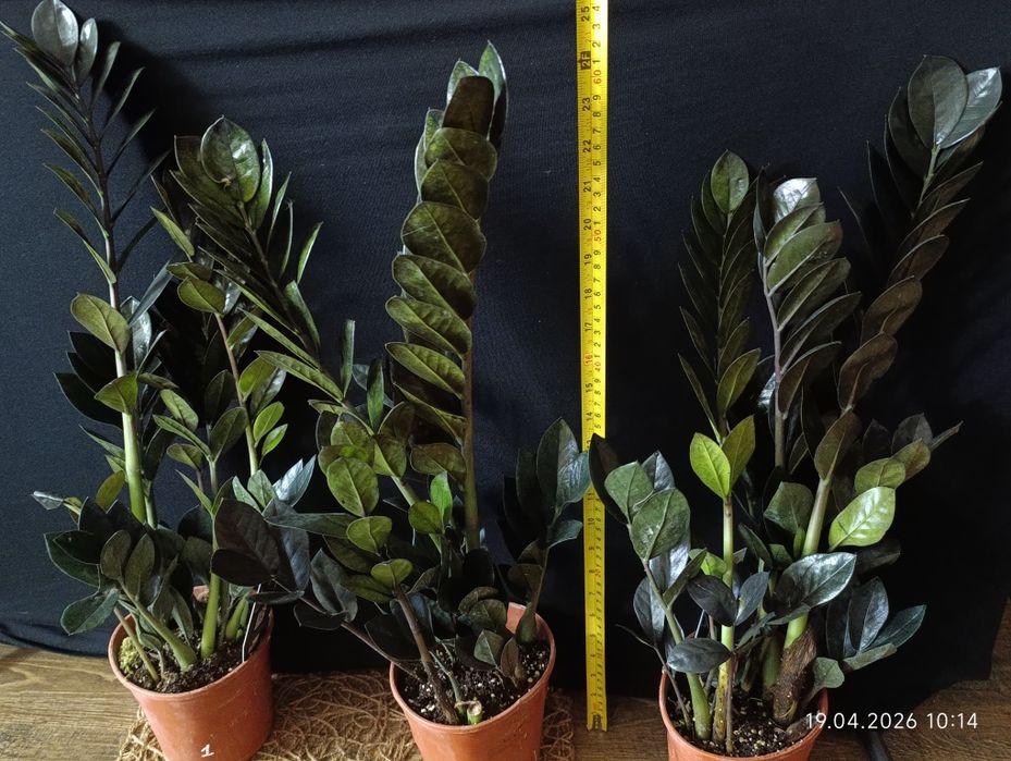 Заміокулькас Raven