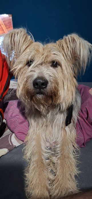 Otam Oddam psa w dobre ręce