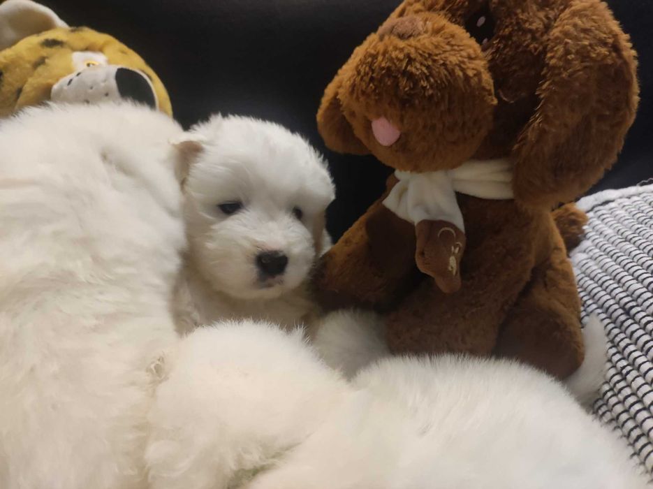 gotowa Samoyed FCI / ZKwP samojed śnieżnobiały