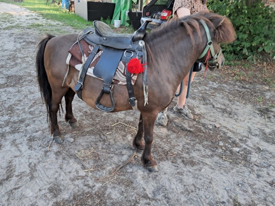 Sprzedam kucyka  wałaszka