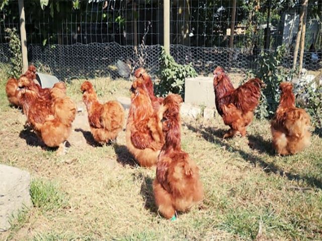 Яйце на інкубацію від пород.курей Китайські шовкові палева,спліш,чорна