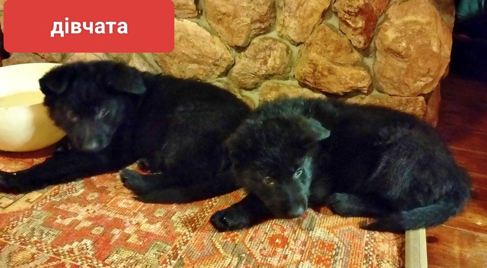 Продаж цуценят чорної німецької вівчарки