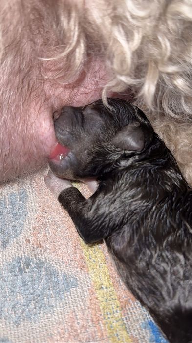 Lagotto Romagnolo FCI piesek czekoladowy ZKwP