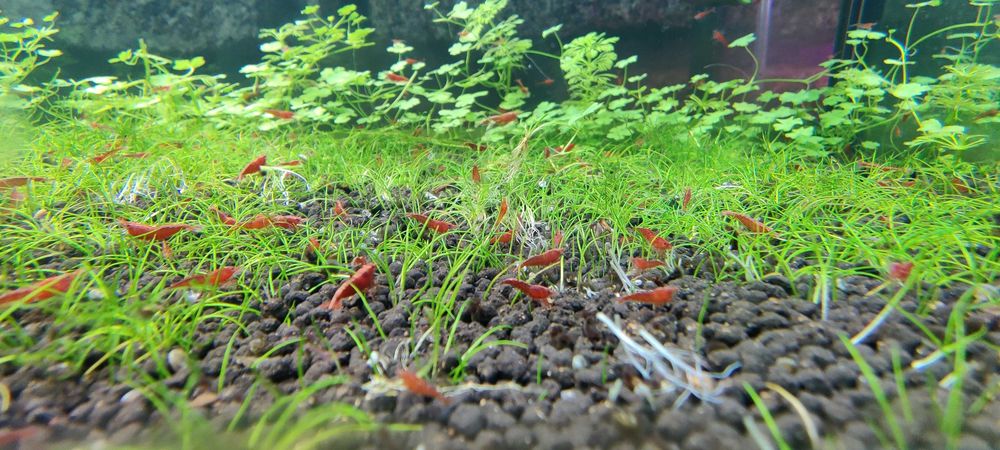 Camarões Neocaridina Red Fire