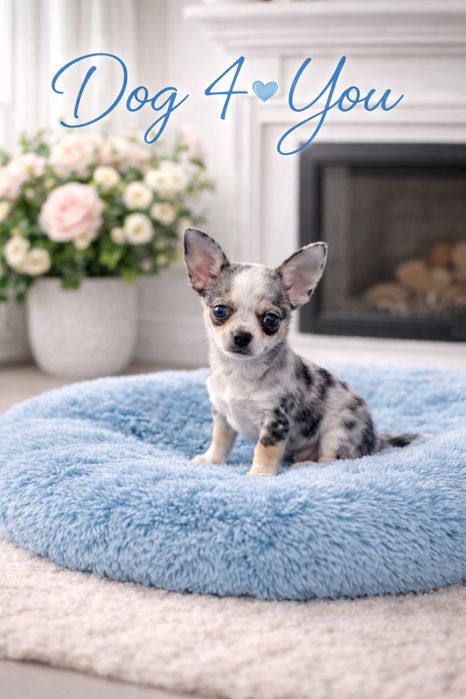PRINCE piesek chihuahua merle