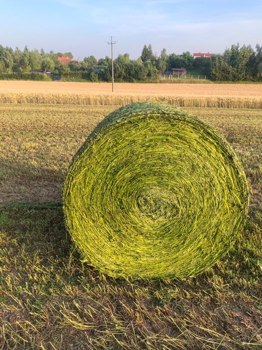 Lucerna z około 10 ha 120 bel