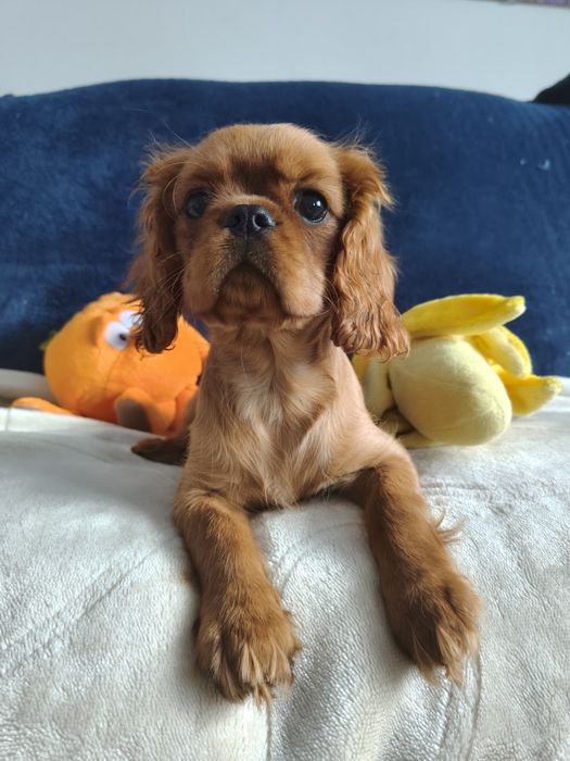 Cavalier King Charles Spaniel