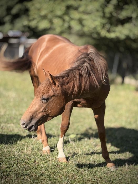 Roczniak, ogierek, AQHA