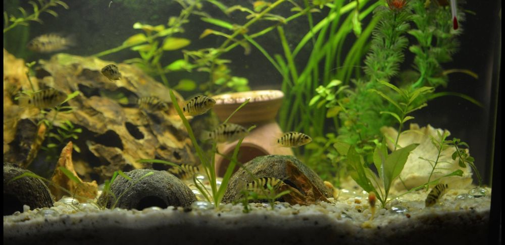 Sprzedam rybki Pielęgnice Zebry