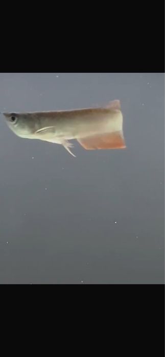 Arowana Prata 15/20cm