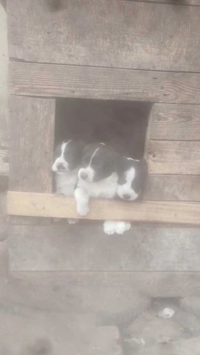 Щенки в хорошие руки