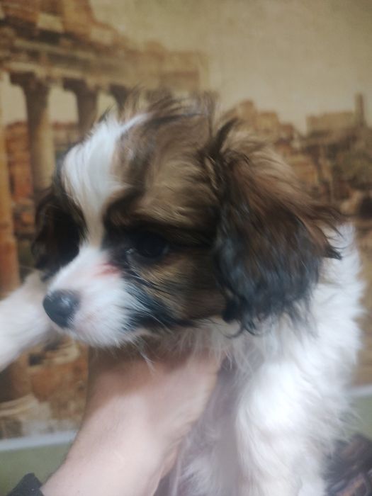 Папільйон папійон