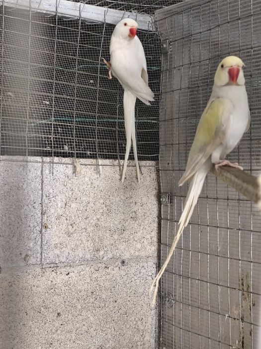 Vários tipos de aves
