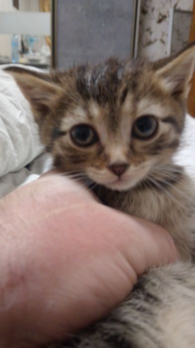 Віддам у добрі руки,Гарна вісловуха британка,1 роди 5 котят