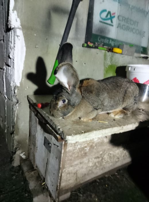 Sprzedam samca oraz samice wiek 8 miesięcy oraz 9 miesięcy