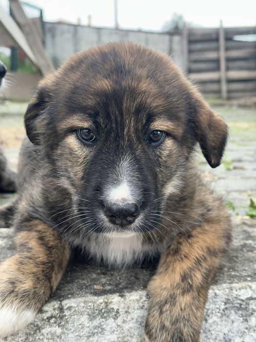 Rafeiros Alentejanos para adoção
