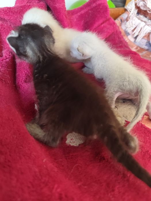 Gatinhas para dar