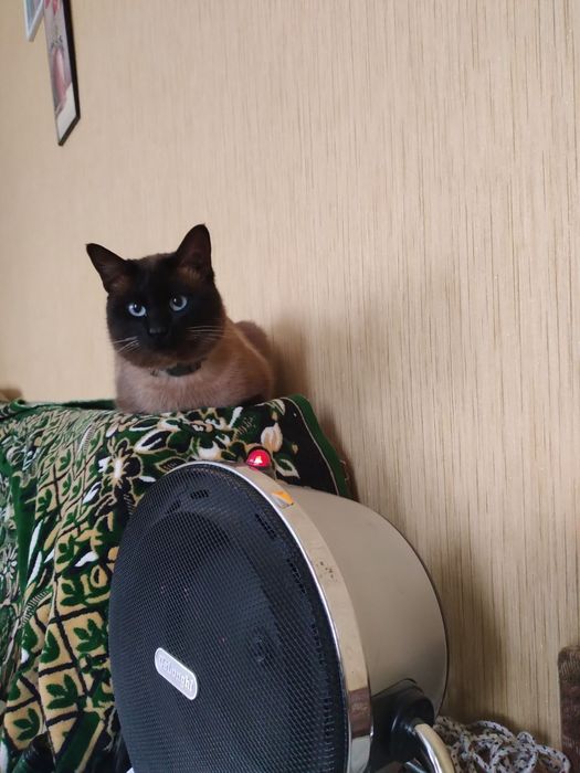 Меконгський бобтейл котик, 1 рік