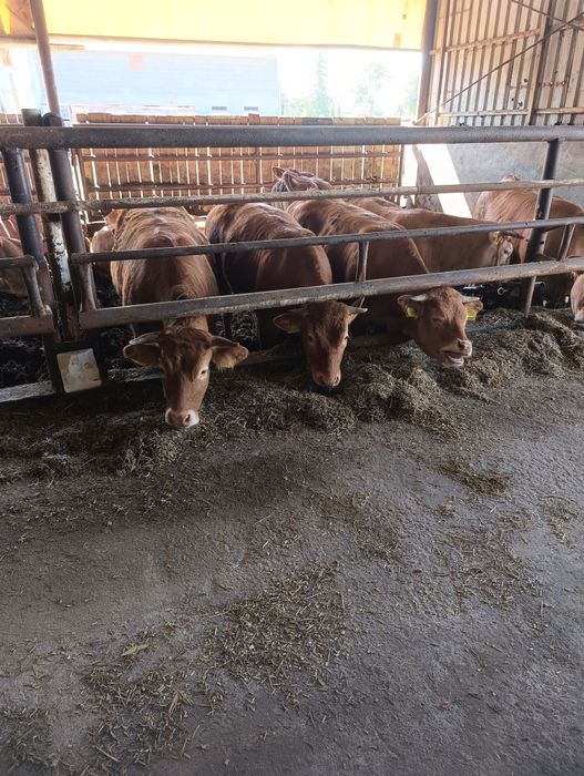 Buhaje rozplodowe Limousine