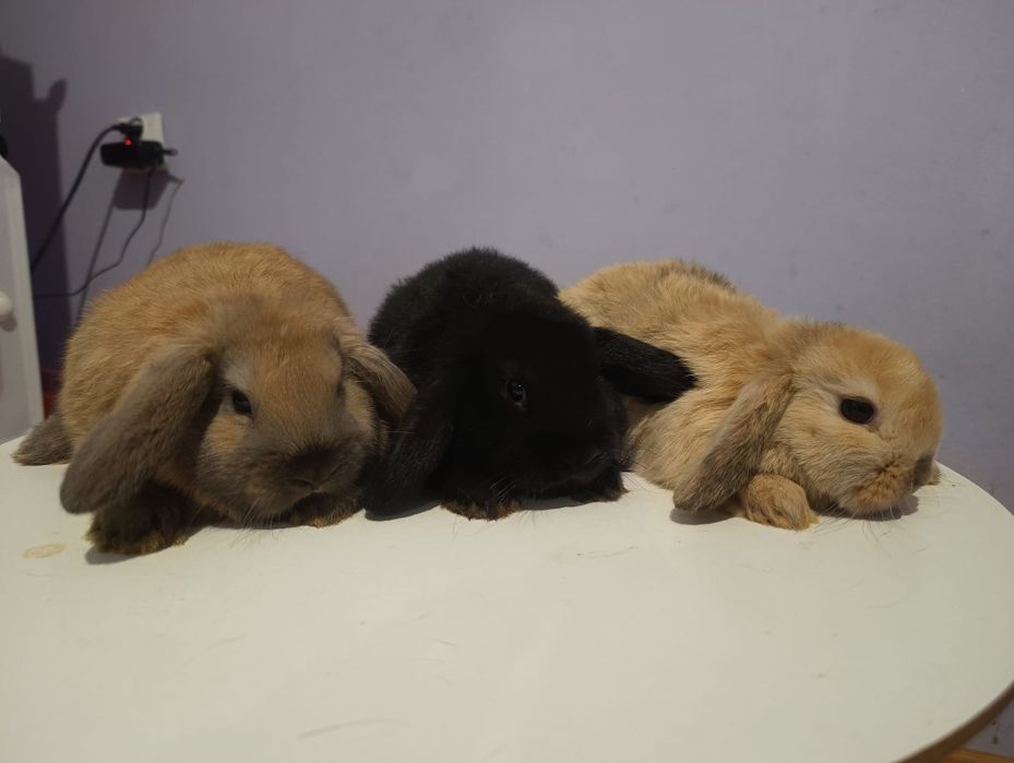 Króliki Mini lop