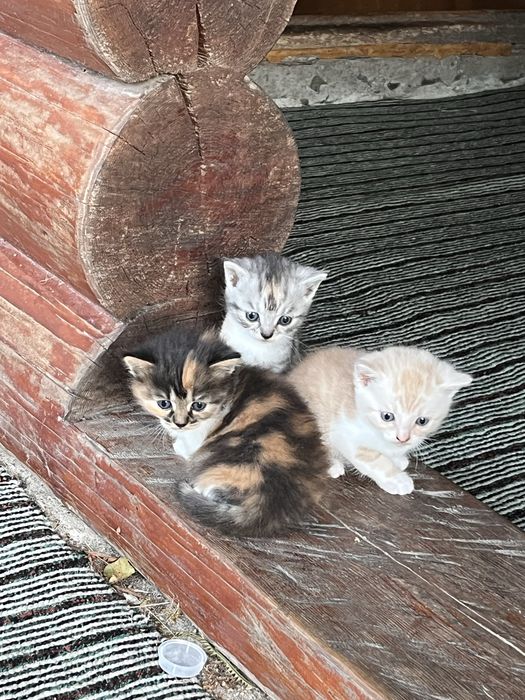 Відамо кошенят в добрі руки