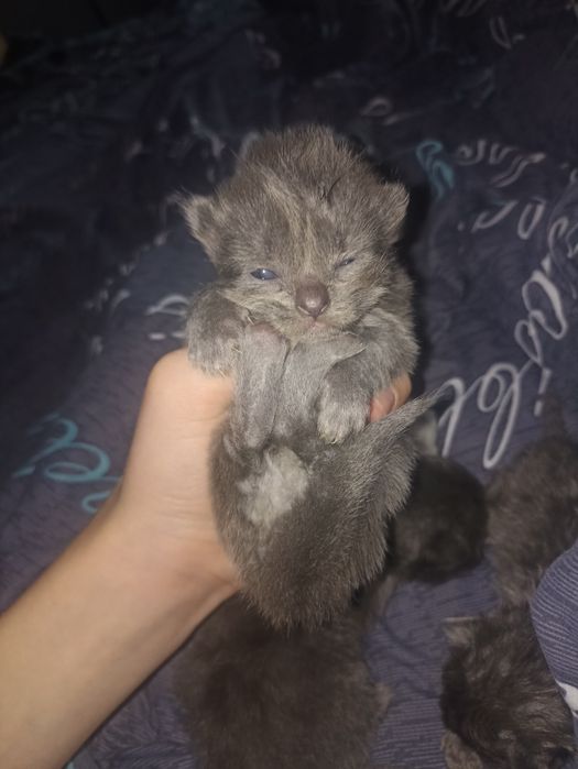 Котята грудние 4шт
