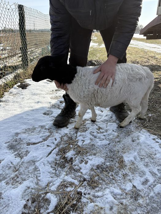 Вівці,ягнята.Продам дорпер чисто кровкі