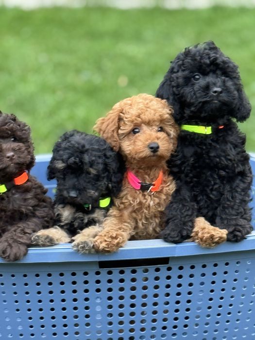 Той пудель , хлопчик та дівчатка