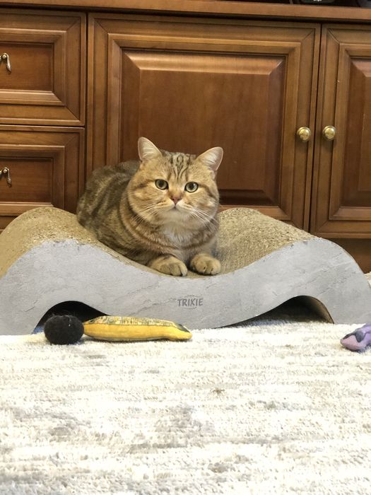 Прямовухий шотландський кіт шиншила ny 22 запрошує на вязку в‘язку