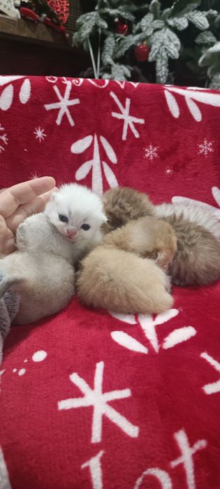 В'язка золота шиншила кіт британець