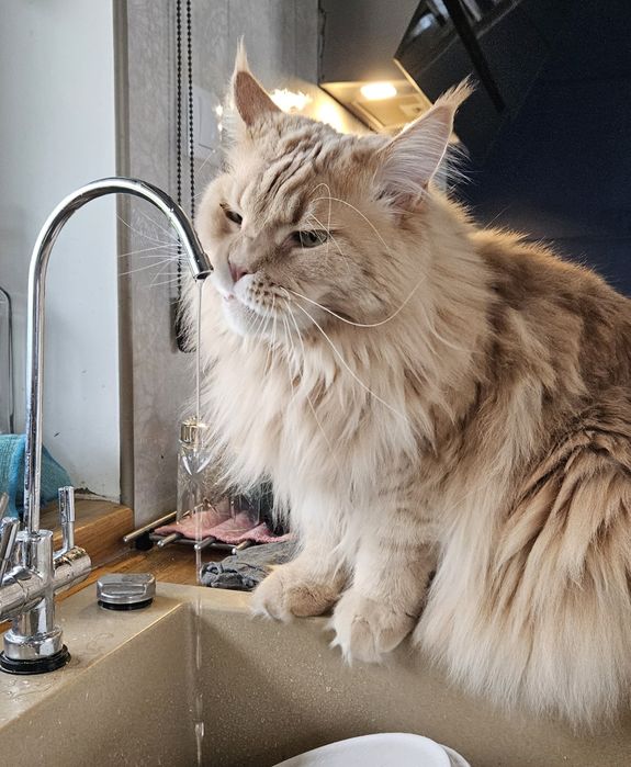 Kotka Maine Coon