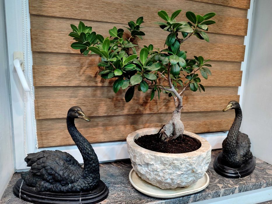 Drzewko bonsai  kamienna donica