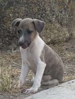 Whippet pronto para entrega