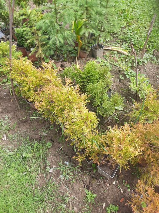 Продам Тую Reingold