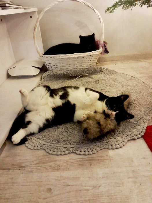 Kotka Angela szuka swojego człowieka