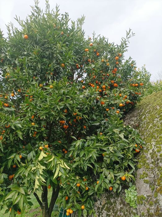 Vendo ou troco laranjas Clementinas tangerinas e limões 100% bio