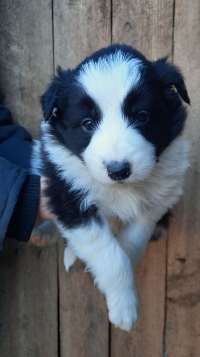 Suczka, piesek border collie, szczenię